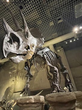 国立科学博物館に投稿された画像（2024/8/25）