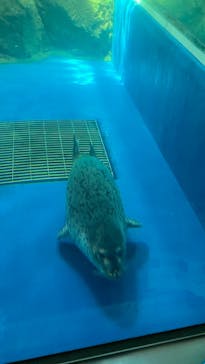 新江ノ島水族館に投稿された画像（2024/8/25）