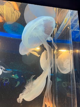 しながわ水族館に投稿された画像（2024/8/25）