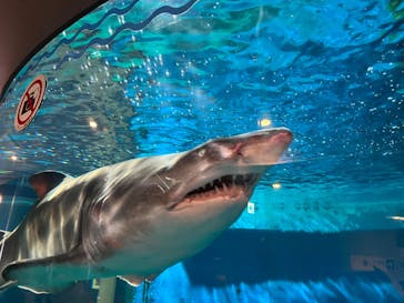 しながわ水族館に投稿された画像（2024/8/25）