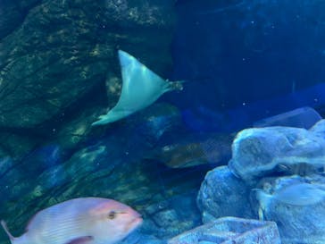 しながわ水族館に投稿された画像（2024/8/25）