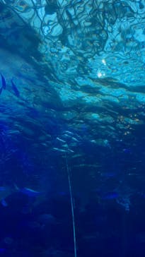 名古屋港水族館に投稿された画像（2024/8/25）