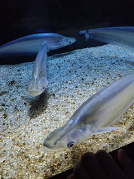 カワスイ 川崎⽔族館に投稿された画像（2024/8/25）