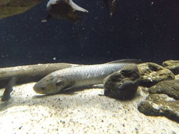 カワスイ 川崎⽔族館に投稿された画像（2024/8/25）