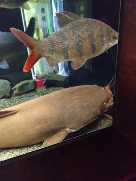 カワスイ 川崎⽔族館に投稿された画像（2024/8/25）