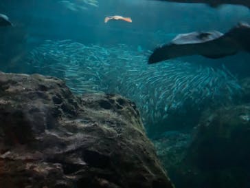 新江ノ島水族館に投稿された画像（2024/8/25）