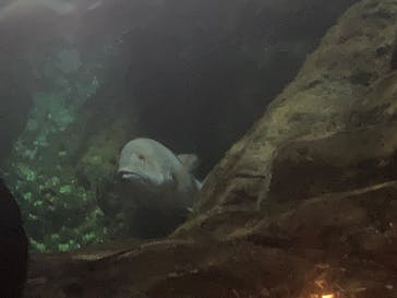 新江ノ島水族館に投稿された画像（2024/8/25）