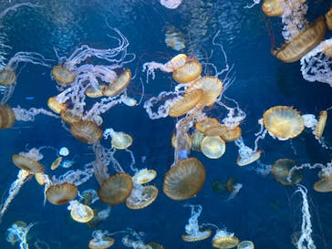 新江ノ島水族館に投稿された画像（2024/8/25）