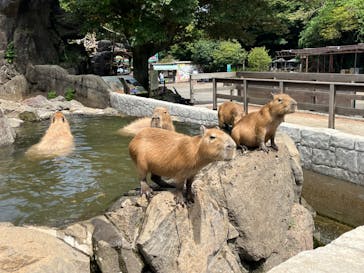 伊豆シャボテン動物公園に投稿された画像（2024/8/25）