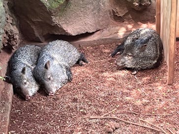 伊豆シャボテン動物公園に投稿された画像（2024/8/25）