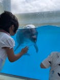 新江ノ島水族館に投稿された画像（2024/8/25）