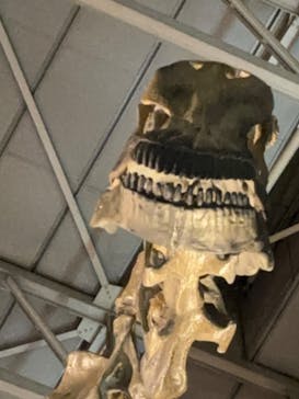 巨大恐竜展2024に投稿された画像（2024/8/25）