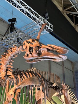 巨大恐竜展2024に投稿された画像（2024/8/25）