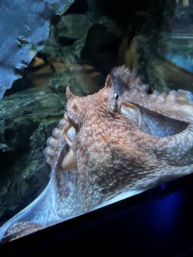 上越市立水族博物館 うみがたりに投稿された画像（2024/8/25）