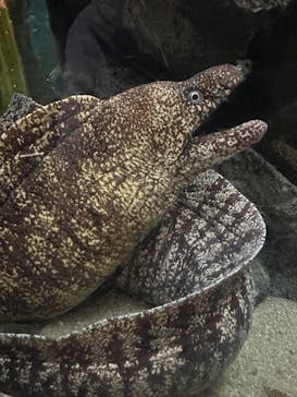 上越市立水族博物館 うみがたりに投稿された画像（2024/8/25）