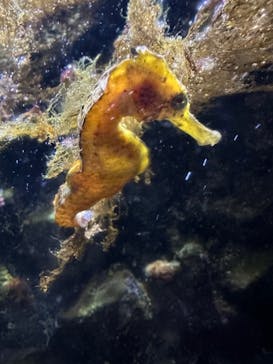 上越市立水族博物館 うみがたりに投稿された画像（2024/8/25）