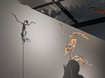 DinoScience 恐竜科学博 ～ララミディア大陸の恐竜物語～ 2024@OSAKAに投稿された画像（2024/8/25）