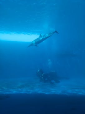 四国水族館に投稿された画像（2024/8/25）