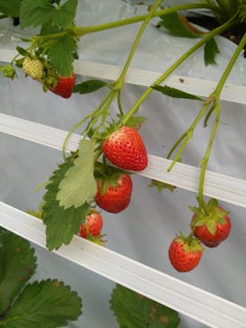 軽井沢ガーデンファームいちご園に投稿された画像（2024/8/25）