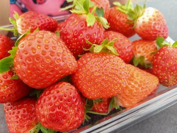 軽井沢ガーデンファームいちご園に投稿された画像（2024/8/25）