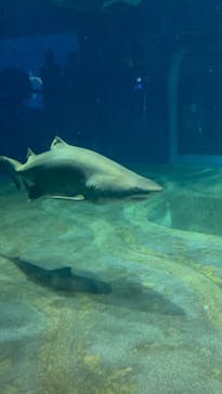 アクアワールド茨城県大洗水族館に投稿された画像（2024/8/25）