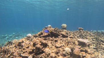 西表島 ADVENTURE PiPi（アドベンチャーピピ）に投稿された画像（2024/8/25）