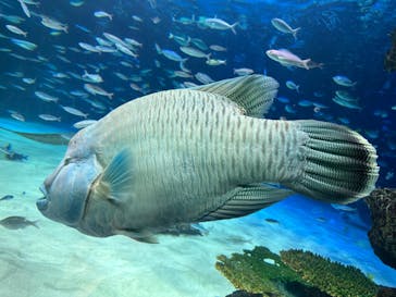 サンシャイン水族館に投稿された画像（2024/8/25）