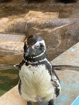 しながわ水族館に投稿された画像（2024/8/25）