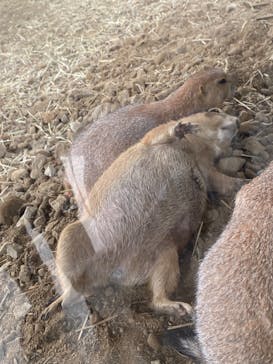 那須どうぶつ王国に投稿された画像（2024/8/25）