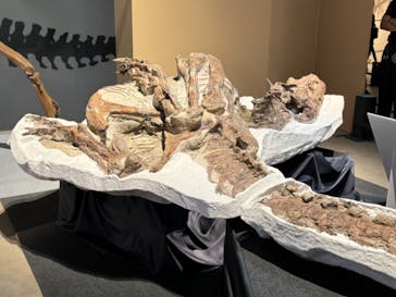 福井県立恐竜博物館に投稿された画像（2024/8/25）