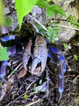 宮古島 ADVENTURE PiPi（ミヤコジマ アドベンチャー ピピ）に投稿された画像（2024/8/25）