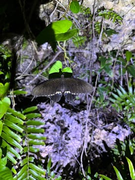 宮古島 ADVENTURE PiPi（ミヤコジマ アドベンチャー ピピ）に投稿された画像（2024/8/25）