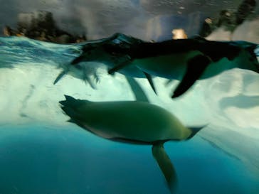名古屋港水族館に投稿された画像（2024/8/26）