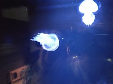 伊豆パノラマパークに投稿された画像（2024/8/26）