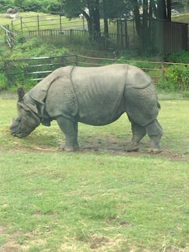 秋吉台自然動物公園 サファリランドに投稿された画像（2024/8/26）