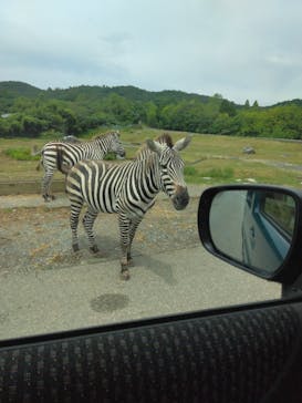 秋吉台自然動物公園 サファリランドに投稿された画像（2024/8/26）
