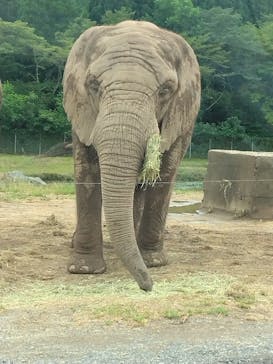 秋吉台自然動物公園 サファリランドに投稿された画像（2024/8/26）