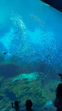 仙台うみの杜水族館に投稿された画像（2024/8/26）