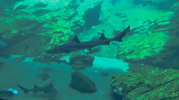 仙台うみの杜水族館に投稿された画像（2024/8/26）