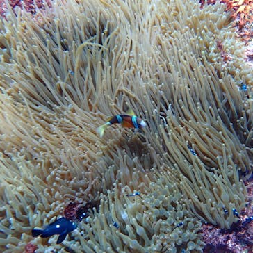 オレンジフィッシュに投稿された画像（2024/8/26）