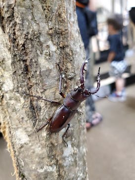 JOYPOLIS 特別イベントスペースに投稿された画像（2024/8/26）