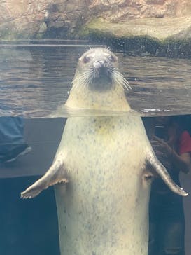 環境水族館アクアマリンふくしまに投稿された画像（2024/8/26）