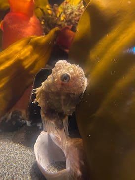 環境水族館アクアマリンふくしまに投稿された画像（2024/8/26）