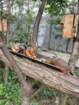 那須どうぶつ王国に投稿された画像（2024/8/26）