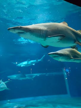 アクアワールド茨城県大洗水族館に投稿された画像（2024/8/26）