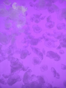 アクアワールド茨城県大洗水族館に投稿された画像（2024/8/26）