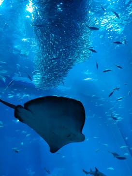 アクアワールド茨城県大洗水族館に投稿された画像（2024/8/26）