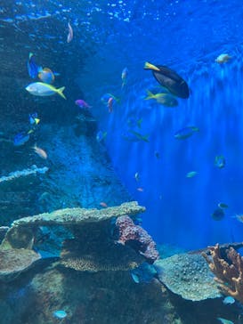 しながわ水族館に投稿された画像（2024/8/26）