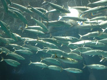 マクセル アクアパーク品川に投稿された画像（2024/8/26）