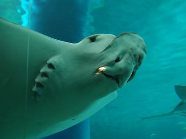 マクセル アクアパーク品川に投稿された画像（2024/8/26）